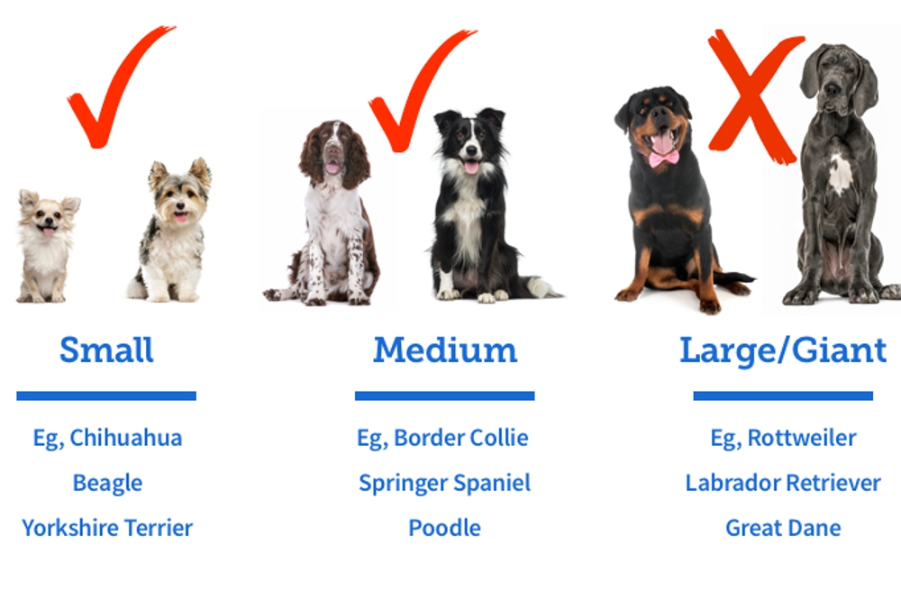 Pets sized